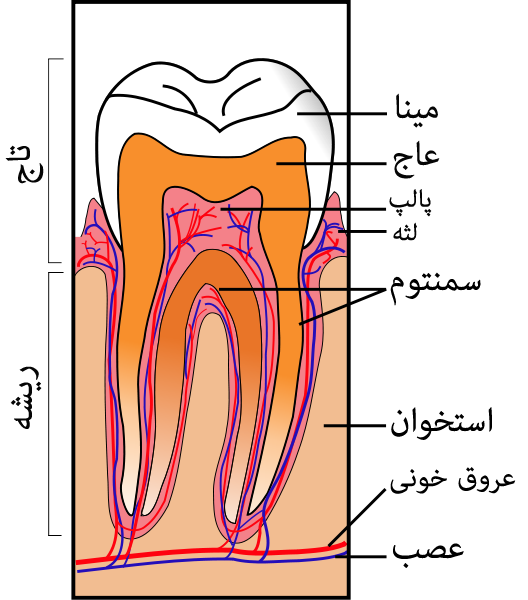 ساختمان دندان