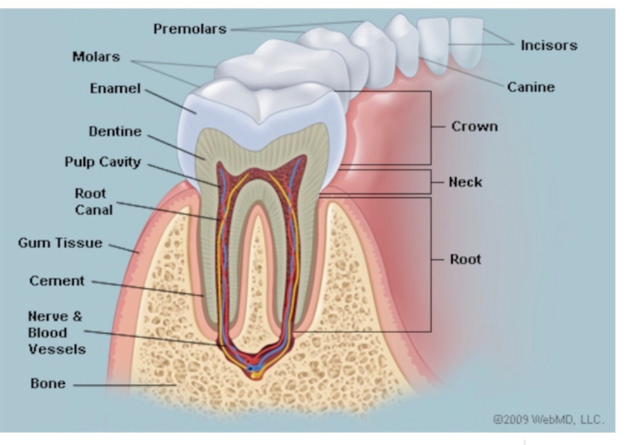 ساختار دندان